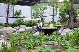 為了拍攝水池內的花朵，張本渝冒著跌落水池風險坐在岸邊。