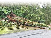 溪頭千年神木倒塌　壓傷3人