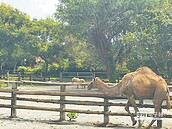 綠委疑虐待動物　兆豐農場：沒有