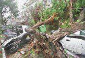 莫蘭蒂發威　高市路破樹倒災損1295件