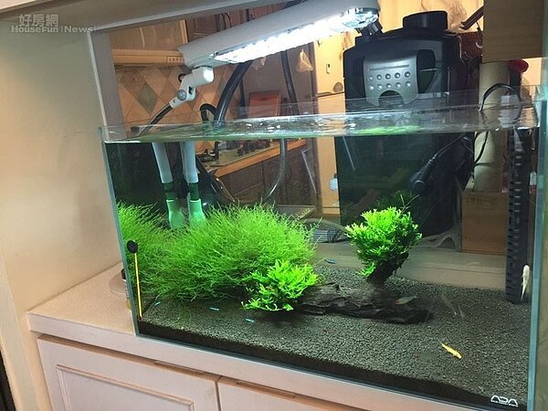 8.魚缸裡也是綠意盎然！
