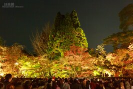永觀堂是京都熱門的賞楓景點。在楓紅的限定日子內，除了白天可以購票進來賞紅葉外，晚上也特別開放夜間參拜。只不過在熱門的時段來這邊想要賞夜楓可要有心理準備，沒有排隊一個小時以上是進不去的。