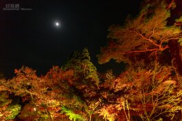 燈光照亮的紅葉，趁著黑夜的一輪明月，這就是京都葉楓如此吸引人的原因。