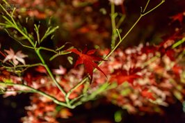 到京都賞紅葉，最保險的日子是在十一月底往前或往後一週，其他時間不是還沒紅就是紅葉已經落盡。基本上就是賭運氣，例如去年就是到十二月初才是最紅的時間。