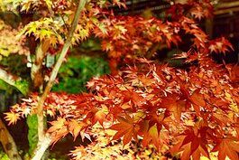 火紅的楓葉就像是火焰般令人愛不釋手。