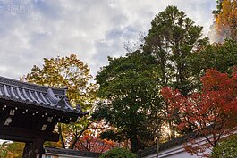 晚上賞完了夜楓後，第二天起一大早前往也是熱門賞楓景點的「東福寺」。東福寺位於知名景點伏見稻荷神社與京都車站間。由京都車站搭奈良線一站就到。