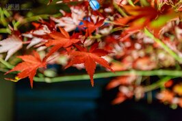 就是這一抹紅，讓京都每到深秋時總是擠滿了來自各國的觀光客。