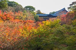 隨著太陽角度越來越高，陽光開始照映著賞景最佳的地點通天橋，底下的紅葉也開始清晰起來。