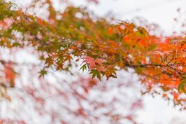 還未進東福寺內就被樹梢上紅綠相間的紅葉來個震撼教育。