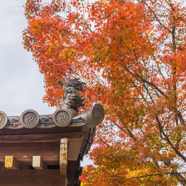 這 就是京都的秋 古老的木頭廟門搭配橘紅色紅葉背景 充滿了日式園林風情 圖輯p14 好房網news