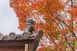 古老的木頭廟門搭配橘紅色紅葉背景，充滿了日式園林風情。
