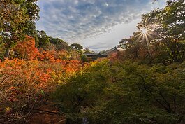 賞紅葉運氣成份居多，運氣好的就是滿山片野的紅，運氣不好的就是只能看到部分。