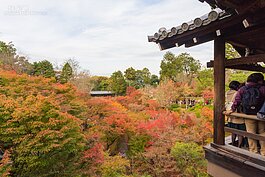 由通天橋往下看，滿滿的紅葉煞是震撼。