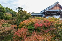 由通天橋往下看，滿滿的紅葉煞是震撼。