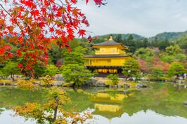 紅葉襯托著金閣寺，這幅畫面成為京都的代表之一。