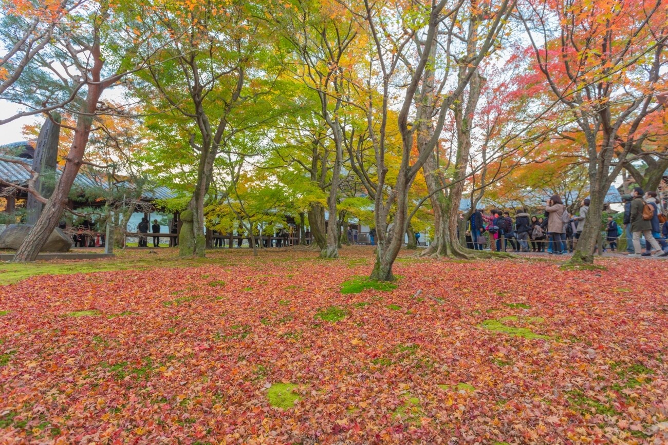 這 就是京都的秋 已經凋落的紅葉鋪滿了地表 形成一期一會的紅色地毯 圖輯p22 好房網news