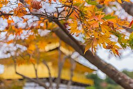 橘黃色的楓葉襯著金色的金閣寺又是另一種風情。