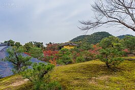金閣寺紅葉一景。