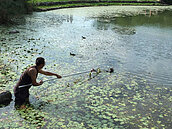 紅冠水雞受困台大醉月湖　台大伸援