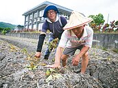 工程師找不到工作學種菜　月入3萬換來幸福