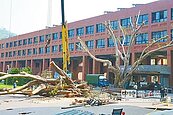 菩提樹風災倒下　中山大學扶正