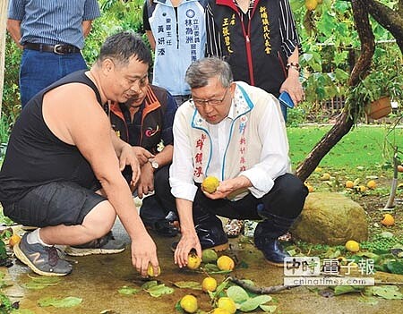 受梅姬颱風侵襲,統計截至3日,新竹縣農損達1100餘萬元,其中以甜柿受創最嚴重,縣長邱鏡淳(右)在風災過後第一時間前往勘災。(陳育賢攝)
