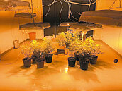 豪宅大麻農場　上網自學自種