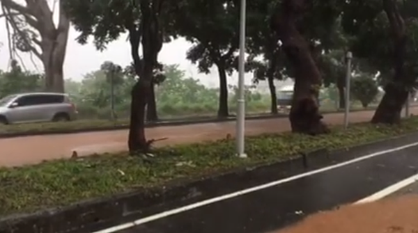 台東綠色隧道（圖／截取自台東臉書災害通報）