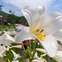 今天水仙不裝蒜，就在內湖白石湖社區開好開滿