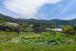 同心池一景。現在池中的荷花也大量開放，有跟旁邊百合花一別苗頭之姿。