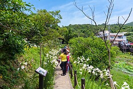 環池步道上百合花正在盛開，在超過38度的高溫艷陽下，還是吸引許多民眾前來親賞拍照。