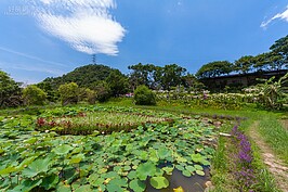 同心池近景。同心池同時也是生態池，靠近欣賞時也多注意別破壞了環境。