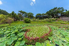 藍天、綠地以及白花，形成了一個美麗精緻的小花園。