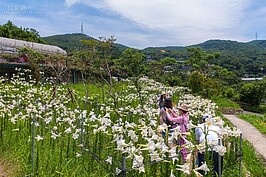 雖然百合花叢不禁止遊客進入，但是拍照之餘也多小心，別辣手摧花。