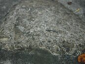 許明財視查新竹國小階梯工程　意外發現早年貝類化石