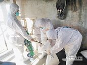 下營驗出禽流感　撲殺萬餘雞