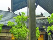 北捷、政大竄猴群　亂餵罰3千