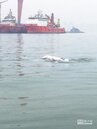 瀕絕中華白海豚　金廈海域現蹤