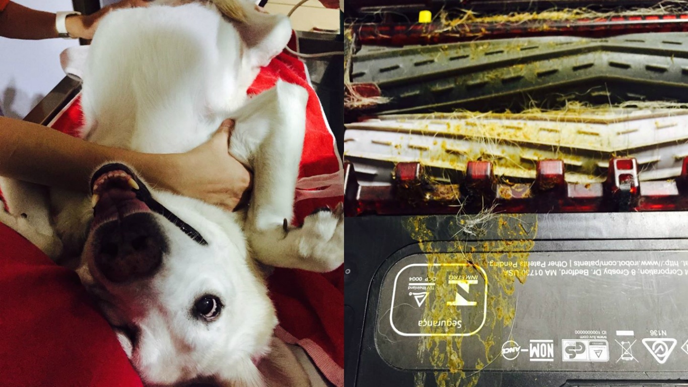 知名作家九把刀日前在臉書上分享愛犬因為拉肚子，讓新買的掃地機器人寫起「黃色書法」的趣事。（翻攝自九把刀Giddens Ko臉書）