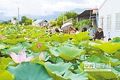台南白河蓮花開　連假湧人潮