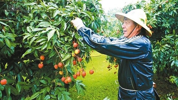 雲林果農張清華採用草生栽培，讓他的玉荷包不怕氣候異常，昨天不畏風雨採收荔枝。 記者李京昇／攝影