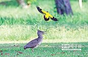 黃鸝鳥迫降險遇害　親鳥救援退敵