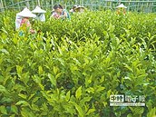 農事服務團　35K募新兵