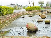 中路特區淪陷　福壽螺卵攻　景觀水圳變色