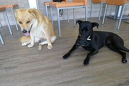 這裡的每隻流浪狗背後，都有一段辛酸的故事。