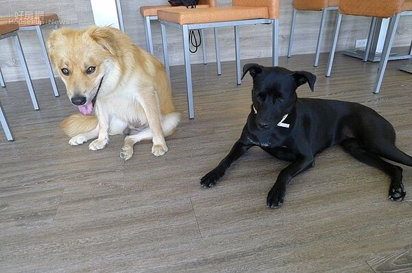 6.這裡的每隻流浪狗背後,都有一段辛酸的故事。