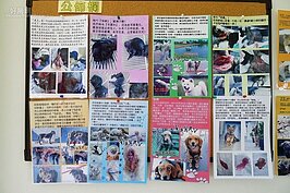 牆上的剪報都是搶救每隻流浪狗的記錄。
