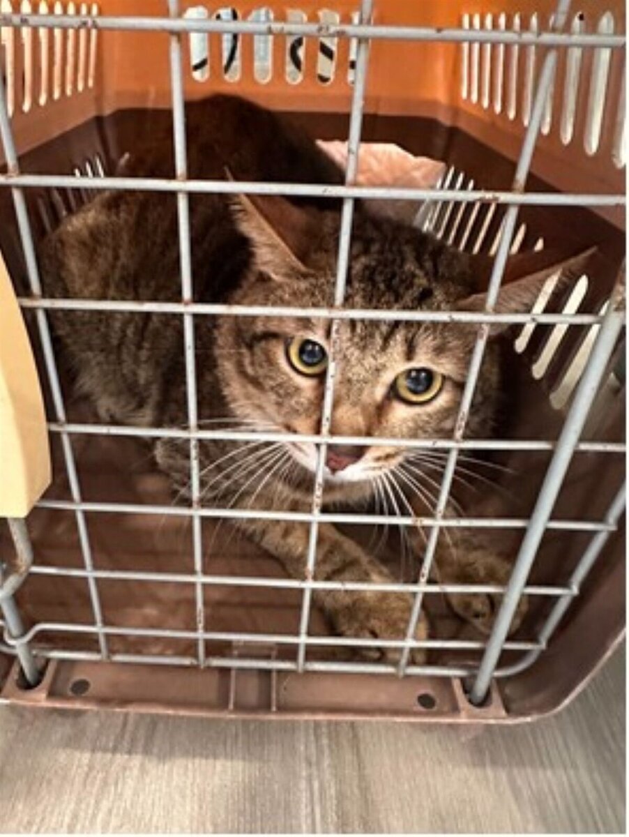 飼主徒留米克斯等死,所幸經通報後由動保處收容安置。圖/新北動保處提供