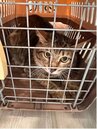 房客租約到期竟棄養2貓　新北動保處重罰飼主金額曝光！