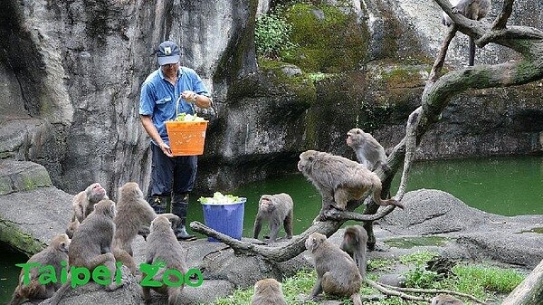 「Zookeeper」樂團,不定時在台北動物園區內快閃宣導,提醒民眾不要餵食。(Taipei Zoo 臺北市立動物園粉絲頁)
